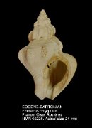 EOCENE-BARTONIAN Editharus polygonus